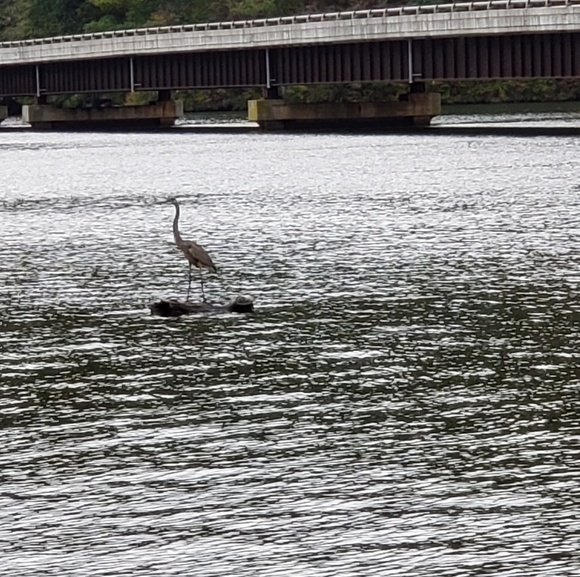 Meet your Posher, Kim - Picture 1 of 1